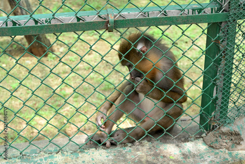Mandrill monkey grooming itself behind chain link fence in zoo enclosures