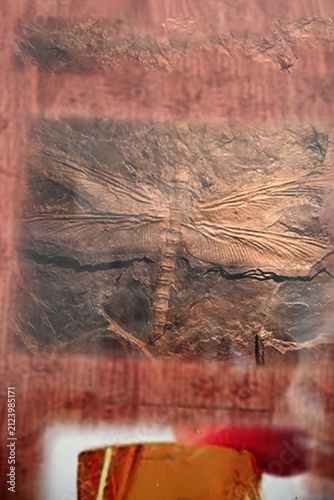 Ancient Dragonfly Fossil Impression Preserved in Sedimentary Rock Close Up