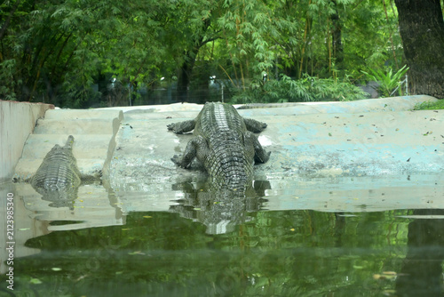 Crocodiles resting beside water in zoo reptile enclosure with reflections
