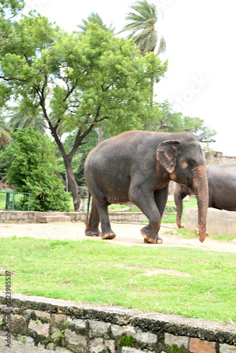 Asian elephant walking through zoo habitat in natural outdoor environment
