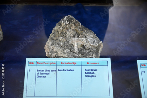 Broken Sauropod Dinosaur Limb Bone Fossil Displayed in Natural History Museum