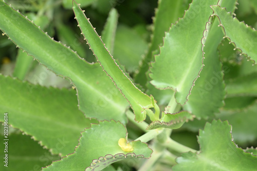 Aloe Vera Plant Close Up Macro Green Succulent Leaves With Serrated Edges Nature Background