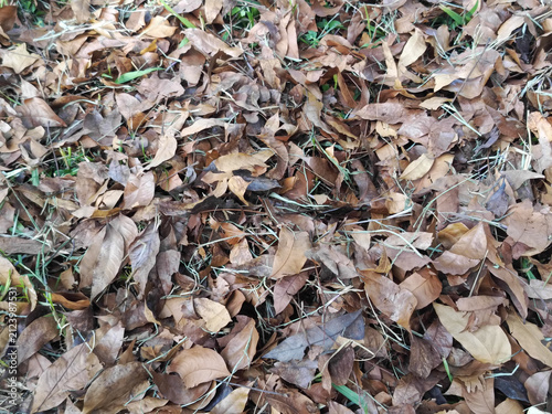Natural background of fallen brown autumn leaves covering ground.