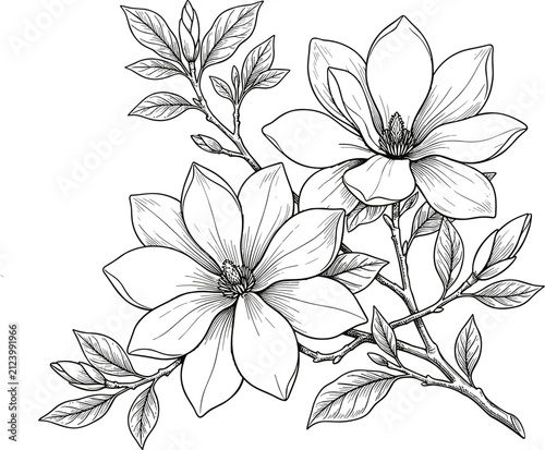 Hand drawn blooming magnolia flower branch line art set vector illustration for floral wedding invitation and coloring page design