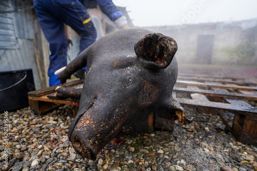 ignat. Romanian-style pig slaughtering somewhere in a rural area. detail.