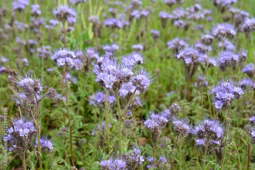 Obraz premium Field of Purple Phacelia Flowers in Meadow close up