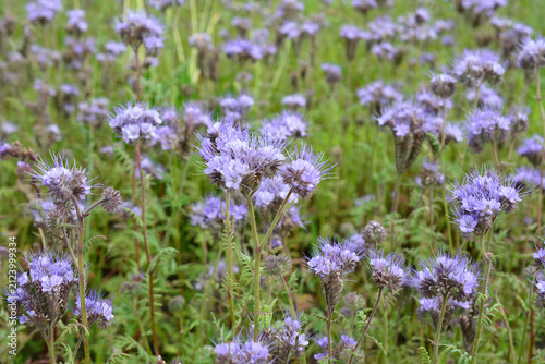 Field of Purple Phacelia Flowers in Meadow close up