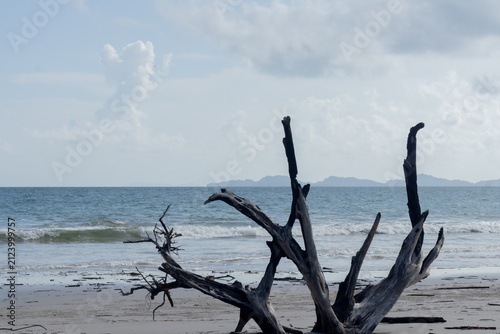 Weathered driftwood branches on a quiet beach shore