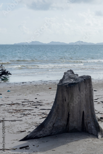 Old tree stump standing on a sandy beach shore