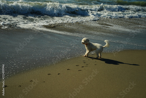 Fotografie Dog Playing on Beach with Ocean Waves