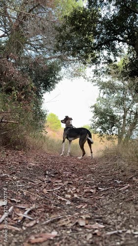 Dog on hiking trail surrounded by trees, looking away, video