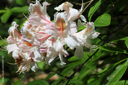 Foto Rhododendron 'Jock Brydon'