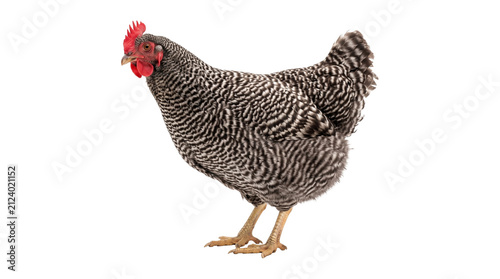 Fotografie Studio shot of barred rock chicken with black and white feathers isolated on transparent background png