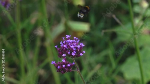 Bombus lucorum, the white-tailed bumblebee taking off, super slow motion