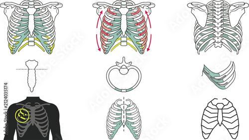 Canvas Print Human Rib Cage Anatomy Collection with Breathing Mechanics, Costal Cartilage, Th