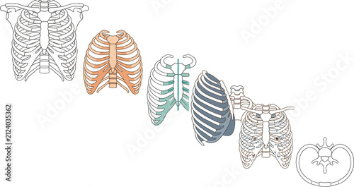 Quadro su tela Human Rib Cage Anatomy Collection with Thoracic Skeleton, Costal Cartilage, Obli