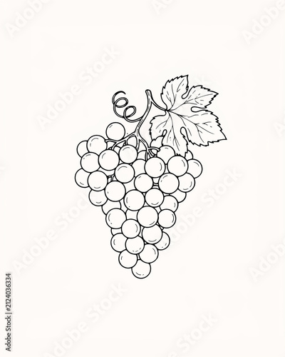Sketch of grapes with green leaf on vine