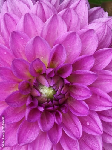 Vivid Pink Dahlia Flower in Full Bloom