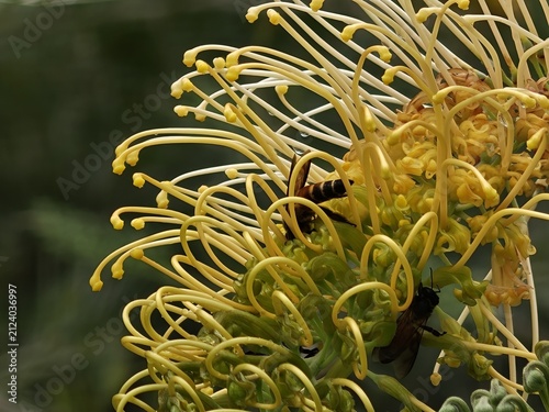 Yellow Grevillea Flower with Bee Pollinating