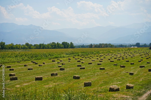 The stack. A field with collected haystacks and straw.