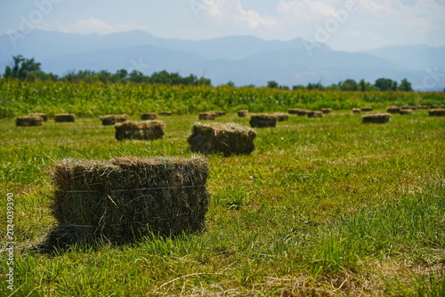 Фотография The stack. A field with collected haystacks and straw.