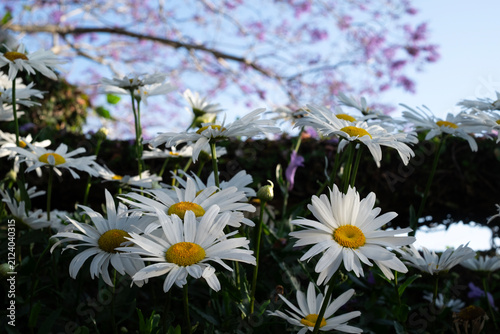 Creative low angle photo looking up at white Marguerite daisy flowers (Argyranthemum frutescens) in foreground, blurred purple Jacaranda tree blossoms, clear blue sky background, Da Lat, Vietnam