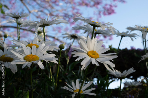 Creative low angle photo looking up at white Marguerite daisy flowers (Argyranthemum frutescens) in foreground, blurred purple Jacaranda tree blossoms, clear blue sky background, Da Lat, Vietnam