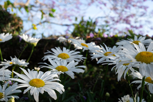 Creative low angle photo looking up at white Marguerite daisy flowers (Argyranthemum frutescens) in foreground, blurred purple Jacaranda tree blossoms, clear blue sky background, Da Lat, Vietnam