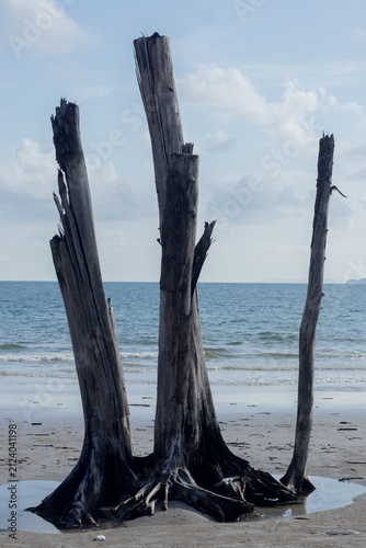 Dead tree trunks standing tall on beach shore