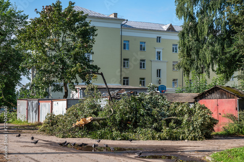A tree felled by a hurricane in the courtyard of a residential building.