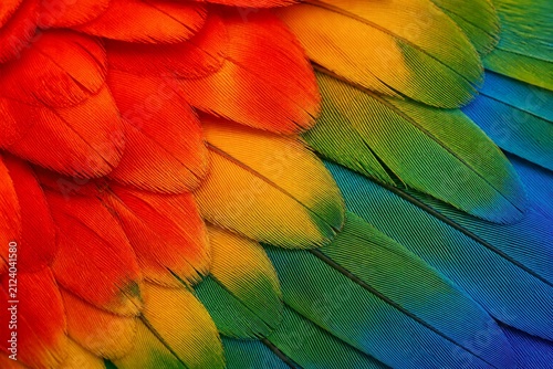 Parrot feathers displaying red yellow green and blue closeup