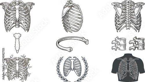 Photography Vintage Human Rib Cage Anatomy Collection with Engraved Thoracic Skeleton, Stern