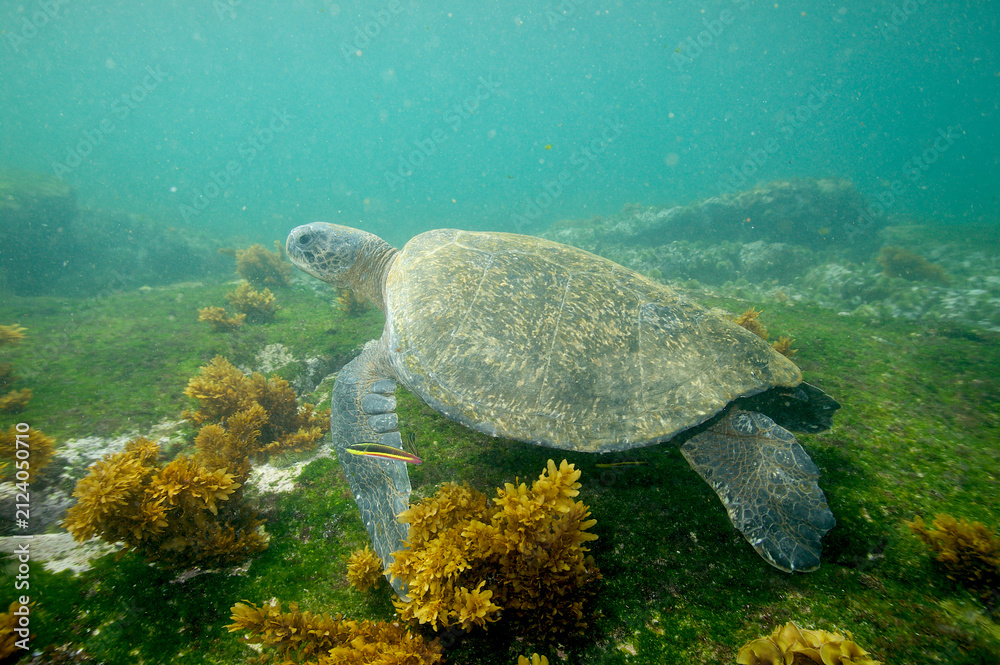 Fototapeta premium Green sea turtle underwater near the Galapagos Islands