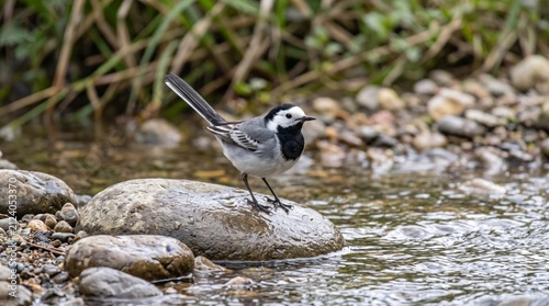 white wagtail (motacilla alba) standing on a wet stone