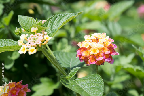 Bild auf Leinwand Beautiful common lantana (Lantana camara) flowers.