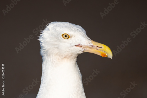 Fotografie Close-Up Portrait of an American Herring Gull