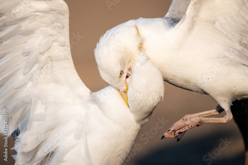 Quadro su tela Two American Herring Gulls in an Intimate Social Interaction