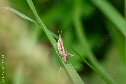 Small grasshopper sitting on a green grass blade