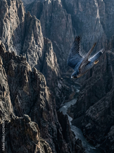 A falco voa sobre um canyon profundo e rochoso com rio abaixo