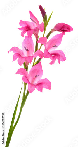 Cuadro en lienzo Gladiolus Flowers Isolated on White Background
