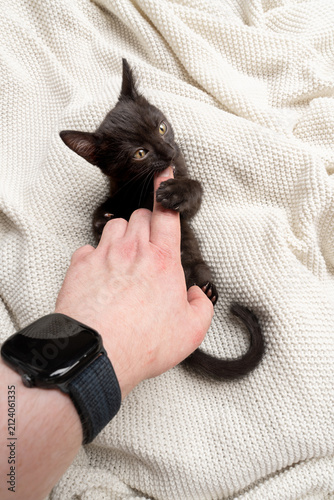 black kitten playing or fighting with human hand biting pet owner's finger, common socialization mistake