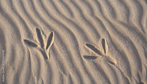 Bird footprints imprinted on fine rippled sand dunes creating a natural pattern of wildlife tracks in a coastal or desert environment setting