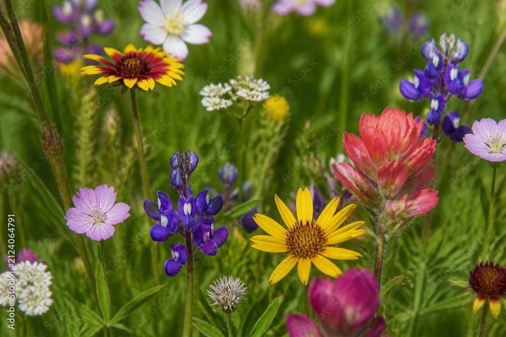 Fototapeta premium Wildflower blooms growing in green meadow field during springtime