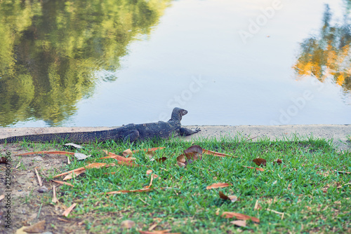 A large black water monitor lizard crawling along a concrete waterfront bank with fallen leaves in the foreground.