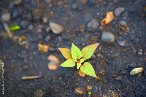 Close-up view of a tiny green and yellow plant sprout growing out of dark stony soil or rocky ground.