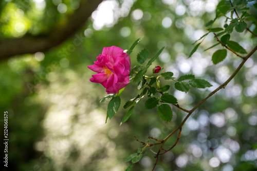 фотографія Rosa rugosa shrub rose with its bright pink color is renowned for its hardiness and produces intensely fragrant flowers