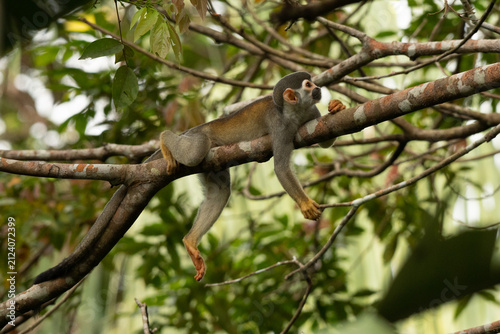 Monkey