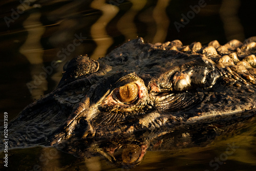 close up of a crocodile