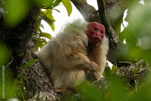 macaco-inglês - monkey wrench