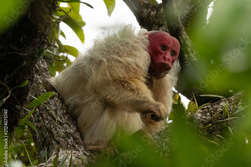macaco-inglês - monkey wrench